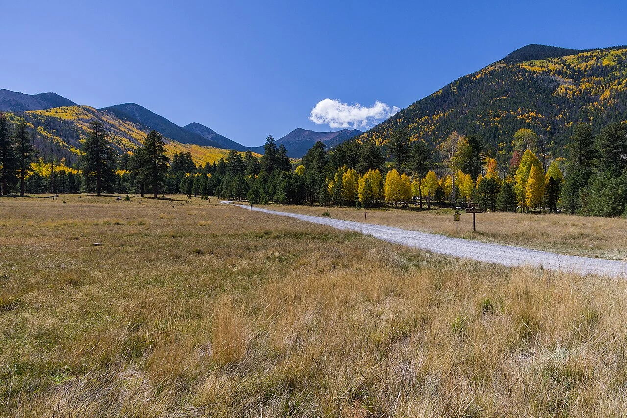 Autumn aspens at Lockett Meadow near Flagstaff